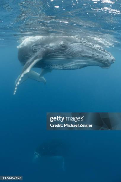 mom and calf humpback whales - whale stock pictures, royalty-free photos & images