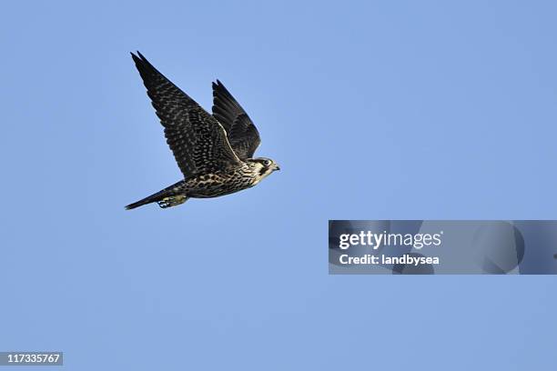 halcón peregrino alas de - peregrine falcon fotografías e imágenes de stock