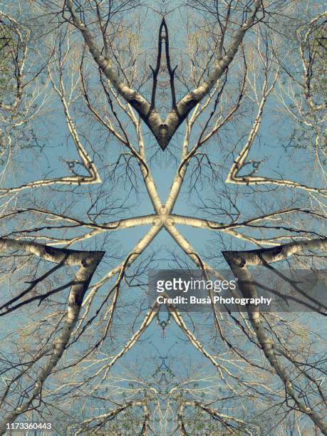 kaleidoscopic image of bare trees - bare tree bildbanksfoton och bilder