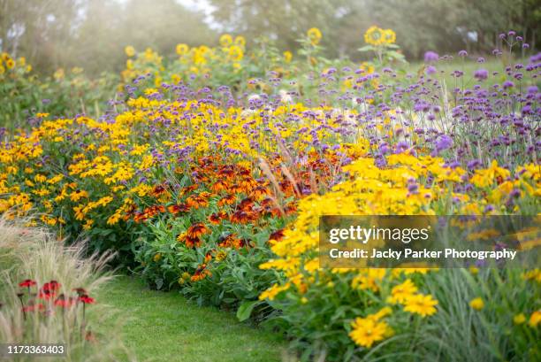 beautiful summer herbaceous border with rudbeckia yellow flowers also known as coneflower or black-eyed susan with verbena bonariensis - purpletop vervain flowers and ornamental grasses - planta perene - fotografias e filmes do acervo