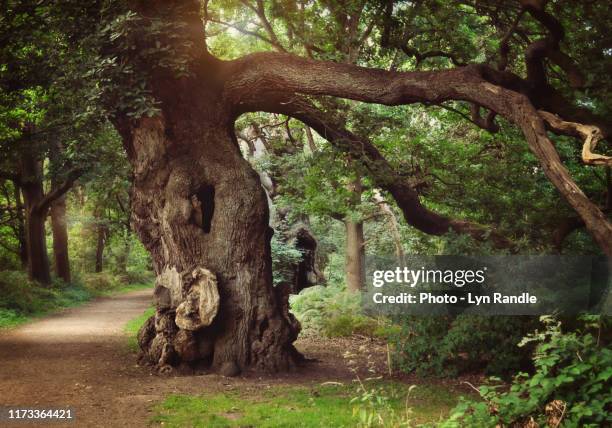 old oak tree - sherwood stock pictures, royalty-free photos & images