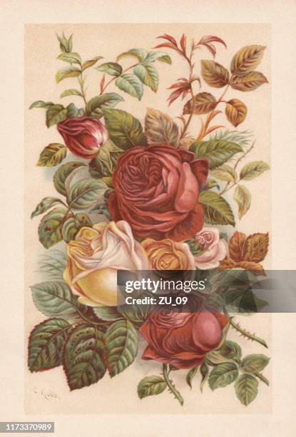 ilustraciones, imágenes clip art, dibujos animados e iconos de stock de roses, cromolitografía, publicada en 1894 - rosa flor