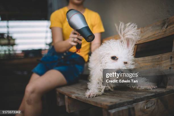 una adolescente asiática china soplando seco en su perro de cado de juguete mascota después de tomar un baño para él con secador de pelo en un sofá de madera - hair dryer fotografías e imágenes de stock