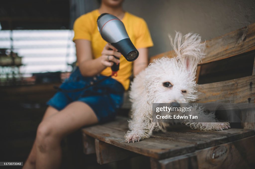 Um asiático chinês fêmea adolescente soprando seco ligar dela mimar brinquedo poodle cachorro depois de tomar um banho para ele com secador de cabelo em um sofá de madeira