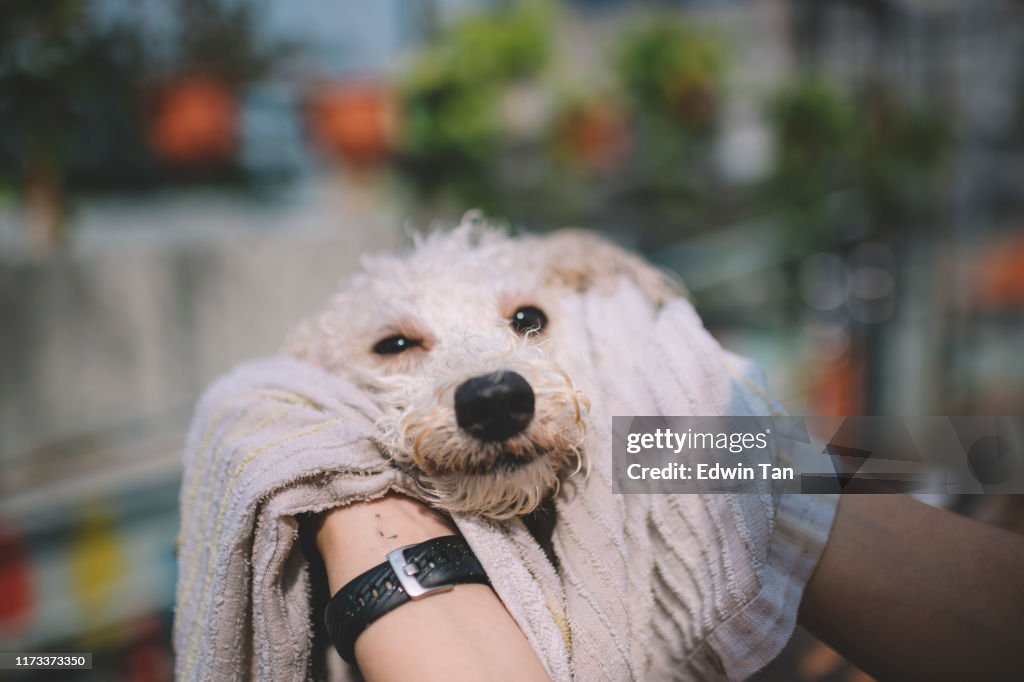 Primeira pessoa ver FPV limpeza e limpando limpo em um cão de estimação cachorro poodle seco depois de um banho ao ar livre com toalha