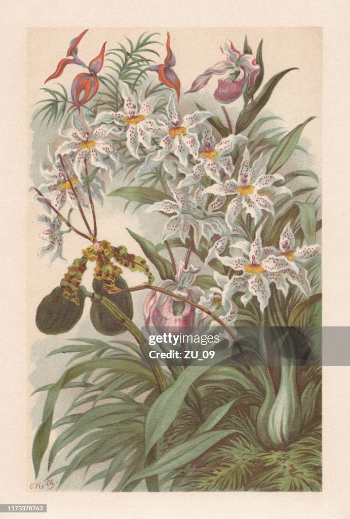 Orchids, chromolithograph, published in 1894