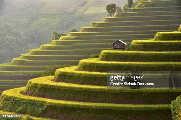 hmong ethnic minority women with their children in mu cang chai - japan agriculture foto e immagini stock