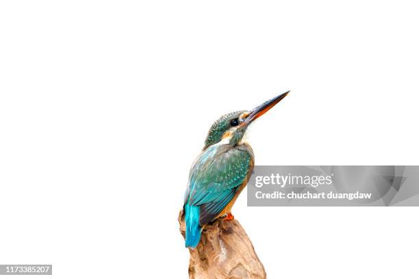 common kingfisher (alcedo atthis) female, beautiful bird on white background - tropical bird stock pictures, royalty-free photos & images