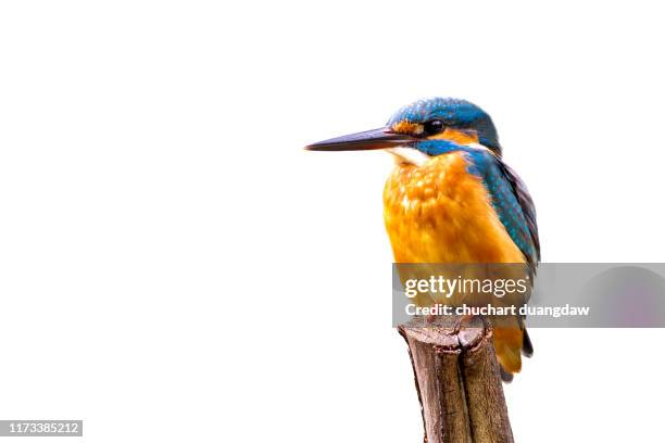 common kingfisher (alcedo atthis) female, beautiful bird on white background - kingfisher stock pictures, royalty-free photos & images
