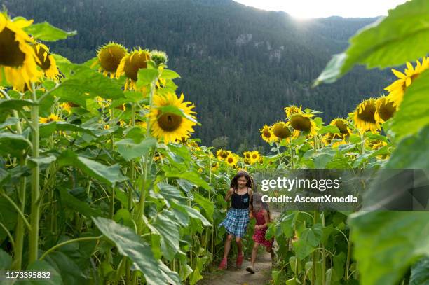 sisters running through a field of sunflowers - happy sunflower stock pictures, royalty-free photos & images