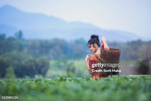 tribal women working in the lush fields of a terraced farm. - chiang rai province stock pictures, royalty-free photos & images