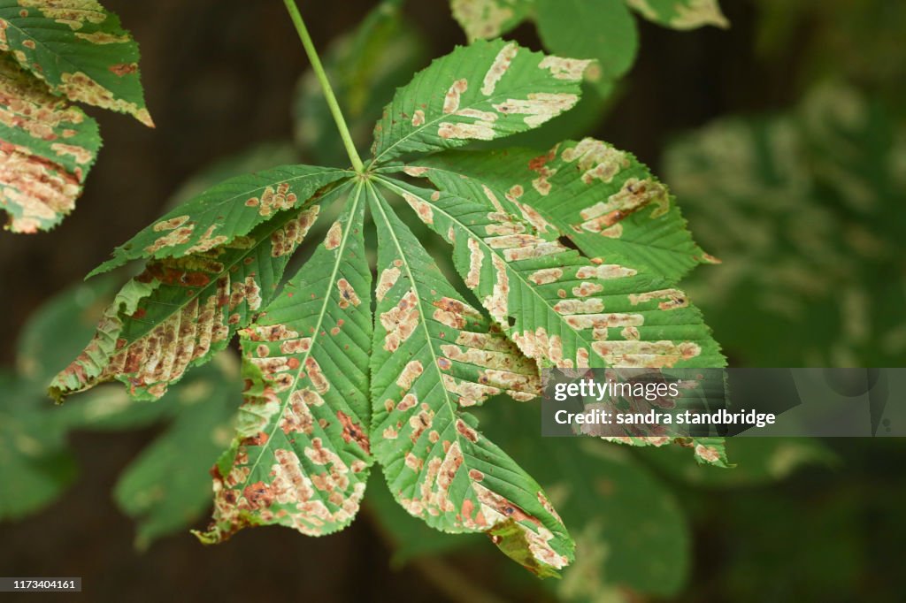 A leaf on a conker on a Horse Chestnut Tree, Aesculus hippocastanum, which has been mined by the larvae of the Horse-Chestnut Leaf-miner Moth, Cameraria ohridella.