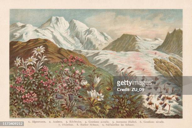 bergflora, chromolithograph, erschienen 1894 - european alps stock-grafiken, -clipart, -cartoons und -symbole