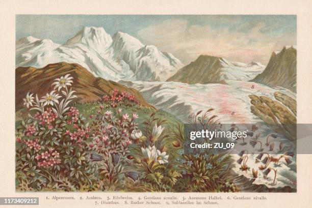 bildbanksillustrationer, clip art samt tecknat material och ikoner med mountain flora, chromolithograph, publicerad 1894 - hairy bush