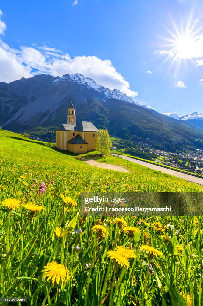 Flowering of dandelion in the meadows near the Sanctuary of Madonna di Caravaggio in Bormio, Valtellina, Lombardy, Italy.