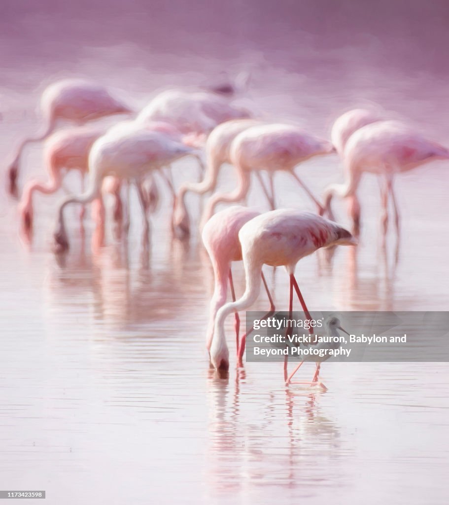 Pink, Purple and Greater Flamingos in Amboseli, Kenya