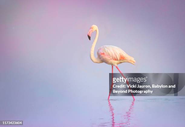 pink and purple close up of greater flamingo in pastel colors at amboseli, kenya - greater flamingo stock-fotos und bilder