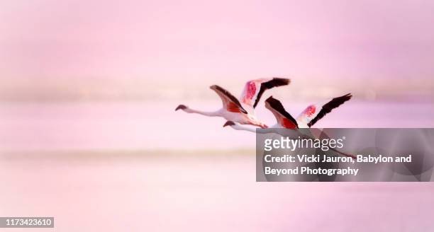 two greater flamingos in flight against pink at amboseli, kenya - wader bird stock pictures, royalty-free photos & images