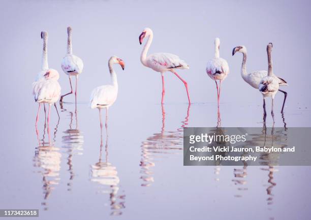 group of flamingo with reflection in water at amboseli, kenya - safari animals 個照片及圖片檔