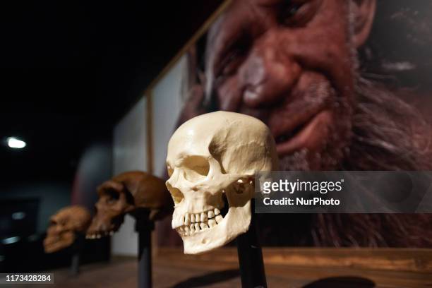 Human skull is on display with a picture of a Neanderthal man. The Museum of Natural History of Toulouse in cooperation with the Natural History...