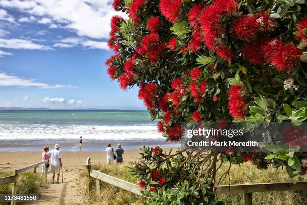 christmas pohutukawa at taipa bay in northland in new zealand's north island - christmas new zealand stock pictures, royalty-free photos & images