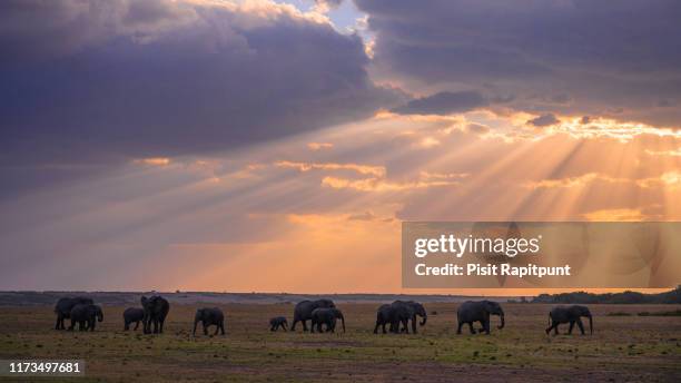 herd of african elephants at sunset masai mara ,kenya. - african elephants sunset stock pictures, royalty-free photos & images