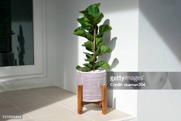 small ficus lyrata tree purifier air good for decoration in the house - feigenbaum stock-fotos und bilder