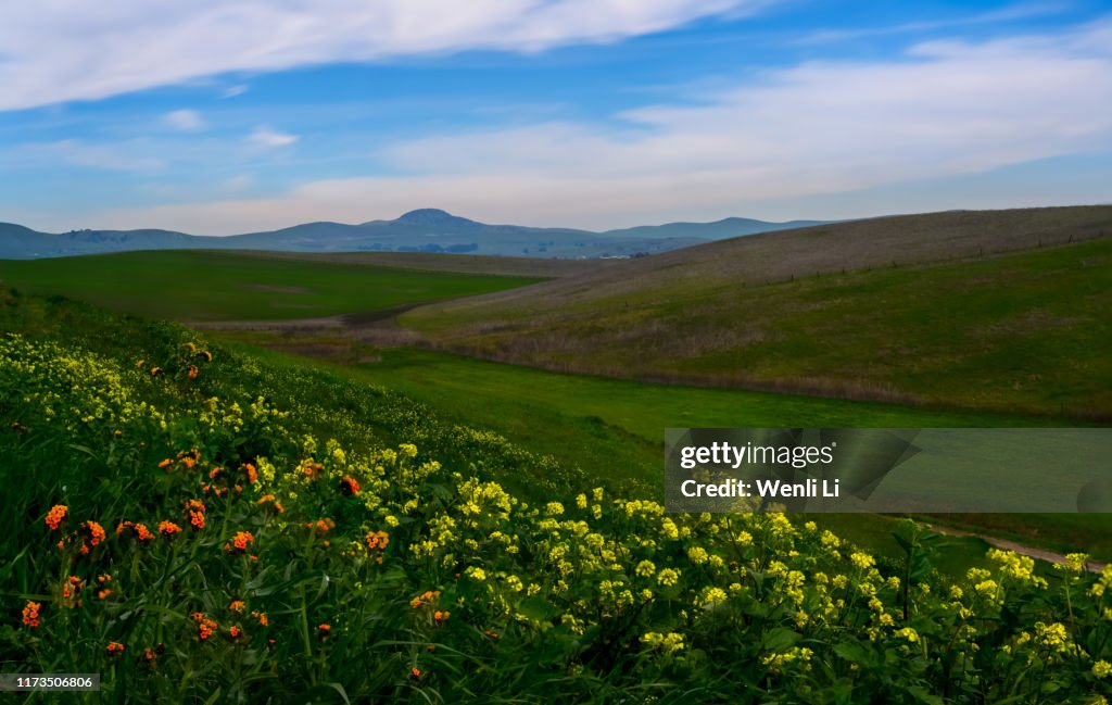 Wildflowers