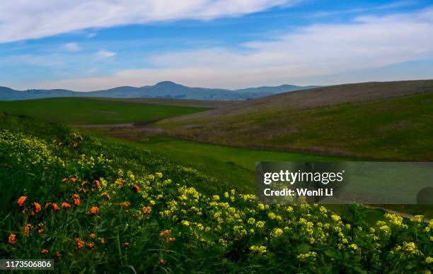 Wildflowers High-Res Stock Photo