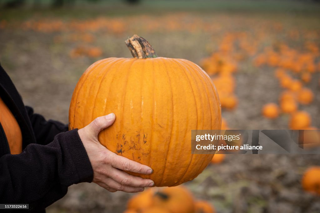 Pumpkin harvest in Lower Saxony