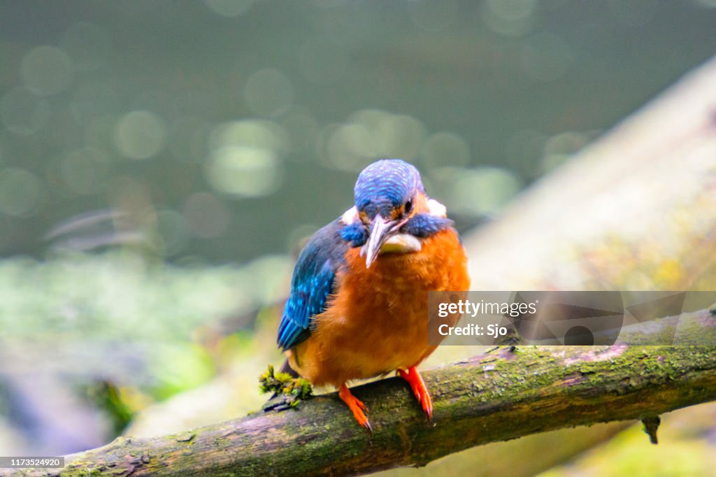 Gewöhnliche Eisvogelhündin (Alcedo atthis) sitzt auf einem Stock mit Blick auf einen kleinen Teich.