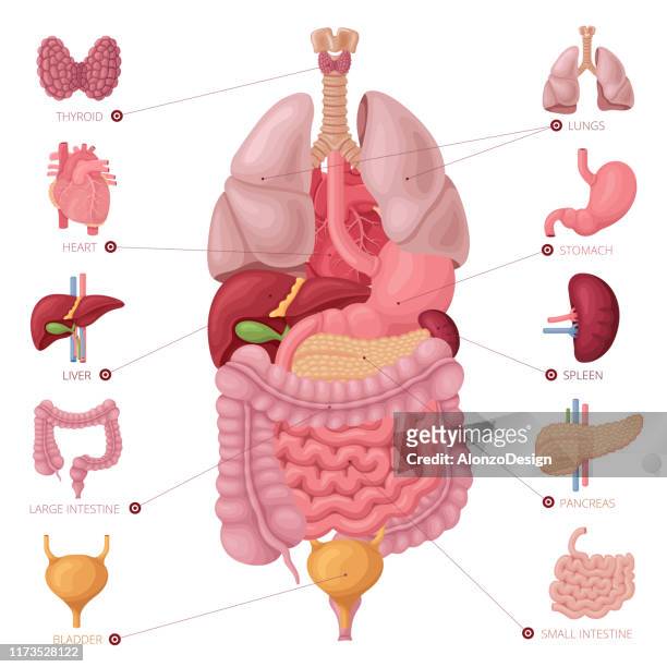 menschliche innere organe. anatomie-vektor. - dickdarm verdauungstrakt stock-grafiken, -clipart, -cartoons und -symbole