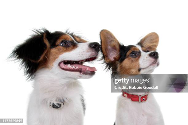 headshot of two papillon puppies looking away from the camera on a white background - papillon dog fotografías e imágenes de stock
