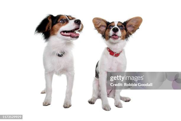Pabilom Cute Papillon Puppies Photos and Premium High Res Pictures - Getty Images