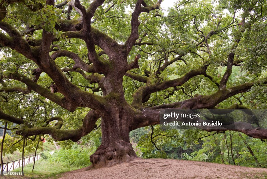 Huge oak tree with long branches