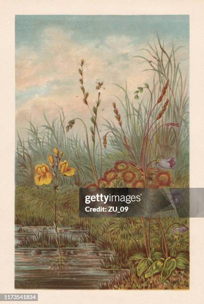 carnivorous plants in peat bog, chromolithograph, published in 1894 - swamp illustration stock illustrations