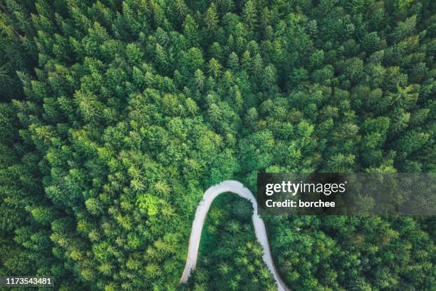 carretera en el bosque - letra u fotografías e imágenes de stock