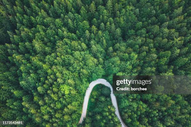 road in forest - letter u stock pictures, royalty-free photos & images