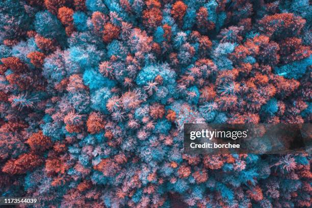 kleurrijke bos - surreal landscape stockfoto's en -beelden