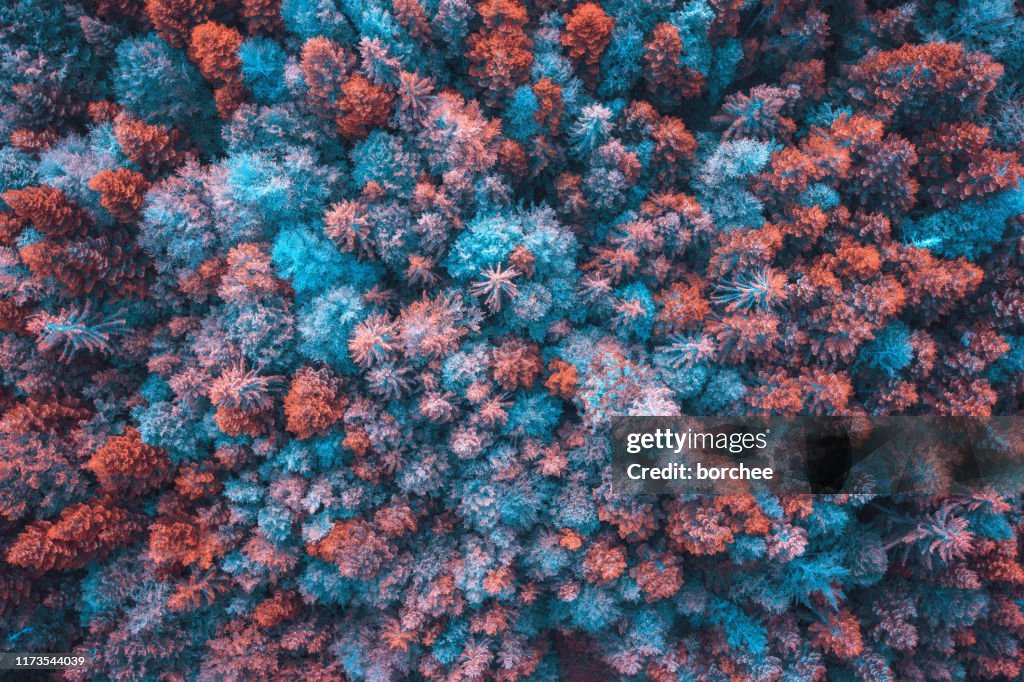 Colorful Forest