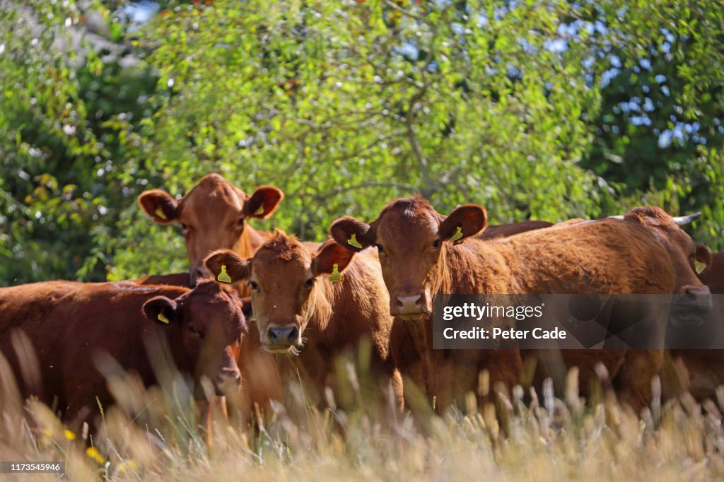 Jersey Cows in field