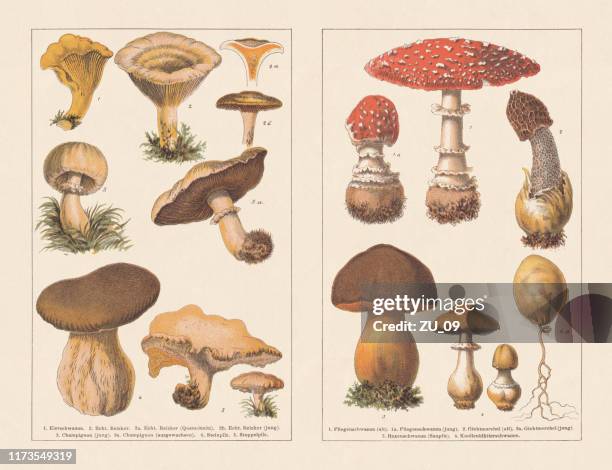 edible and poisonous mushrooms, chromotypogravures, published in 1894 - field mushroom stock illustrations