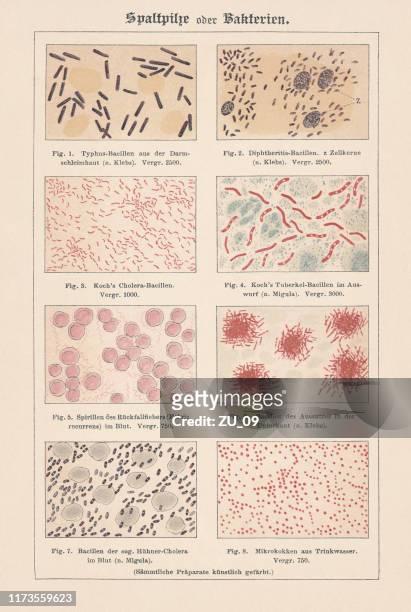 microorganisms (bacteria), chromotypogravure, published in 1894 - leprosy stock illustrations