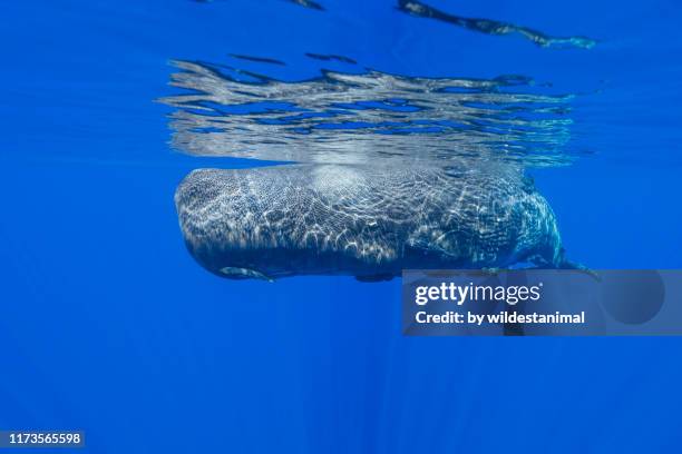 sperm whale, indian ocean, mauritius. - flosse stock-fotos und bilder