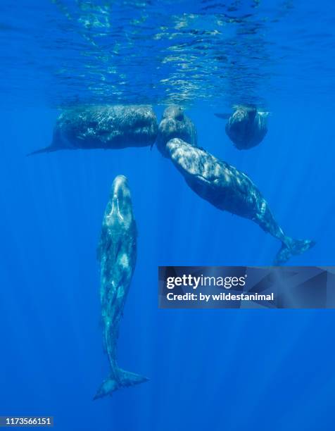 sperm whales socializing, indian ocean, mauritius. - sperm whale stock pictures, royalty-free photos & images