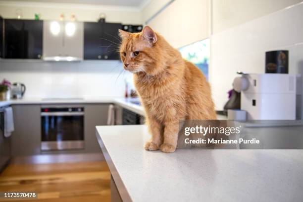 a cat in the kitchen - cat sitting stock pictures, royalty-free photos & images