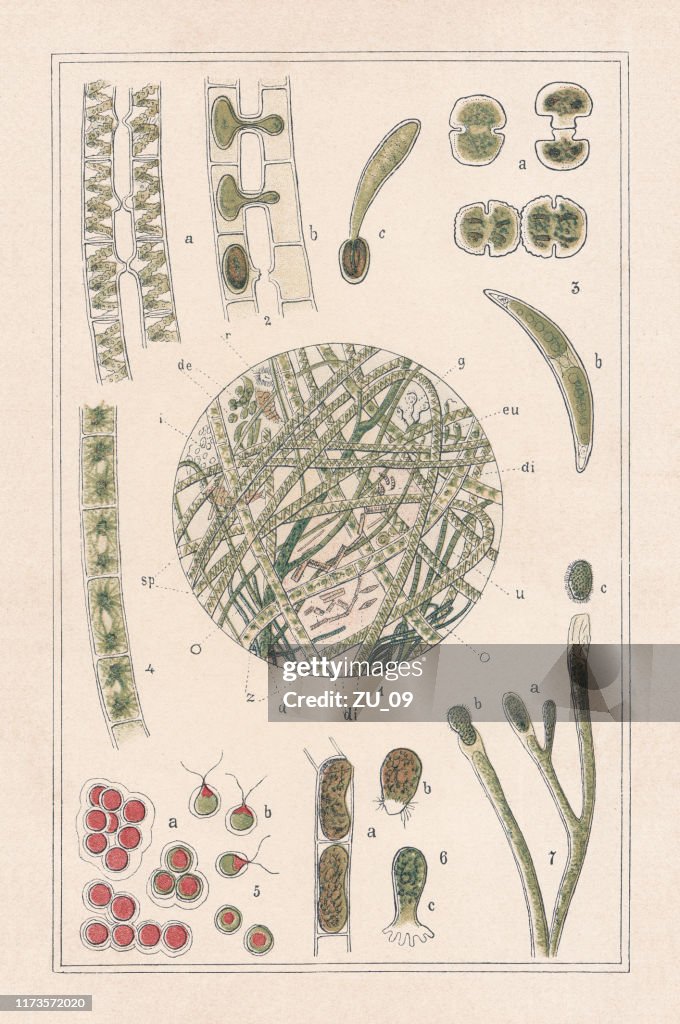 Freshwater algae, chromotypogravure, published in 1894
