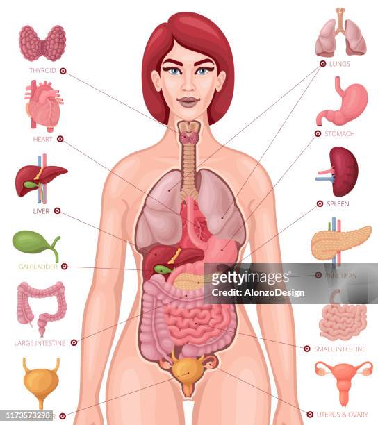 illustrazioni stock, clip art, cartoni animati e icone di tendenza di anatomia umana. diagramma del corpo e degli organi femminili. - valvola umana