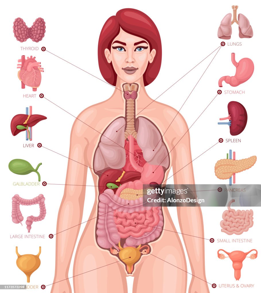 https://media.gettyimages.com/id/1173573298/vector/human-anatomy-female-body-and-organs-diagram.jpg?s=1024x1024&w=gi&k=20&c=2uzXAWU7vCf4cHnPv-8WyirNIfmEIPZxIOc7BgCCNKY=