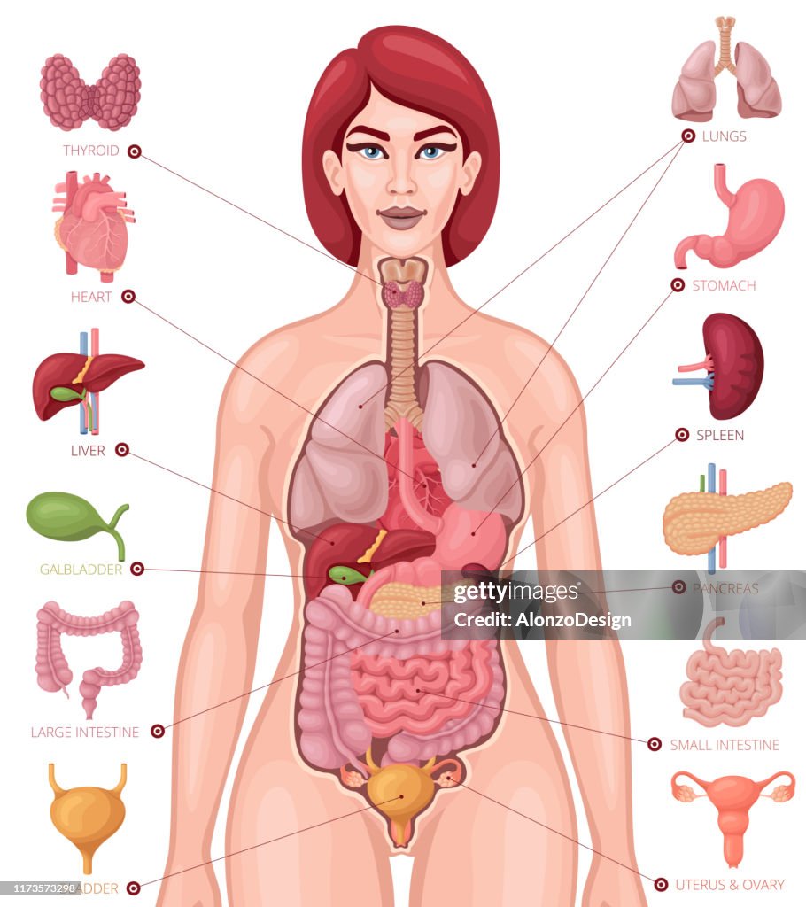 Human anatomy. Female body and organs diagram.
